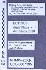 Etiketten zu Ectinus niger (Platia, 2007) (NHMW-ZOO-COL-0007195)